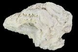 Fossil Cretaceous Rudist (Durania) - Kansas #96405-3